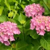 Pink Hydrangea Macrophylla Diamond Painting