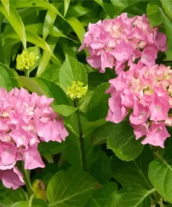 Pink Hydrangea Macrophylla Diamond Painting