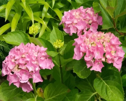 Pink Hydrangea Macrophylla Diamond Painting