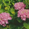 Pink Hydrangea Macrophylla Diamond Painting