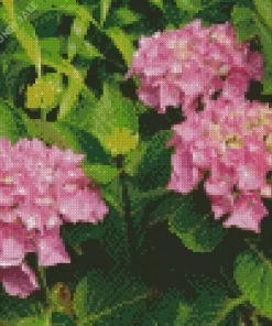 Pink Hydrangea Macrophylla Diamond Painting