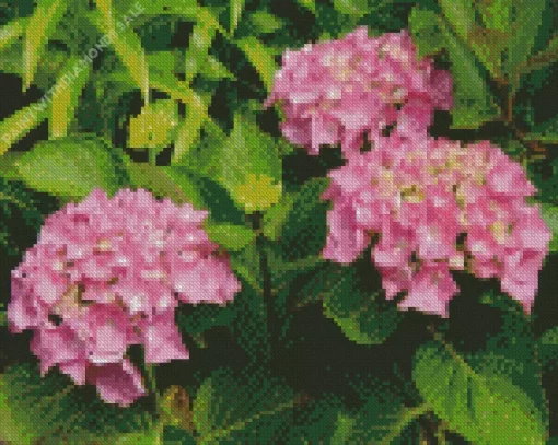 Pink Hydrangea Macrophylla Diamond Painting