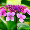 Pink Hydrangea Serrata Diamond Painting