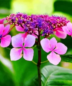 Pink Hydrangea Serrata Diamond Painting