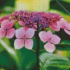 Pink Hydrangea Serrata Diamond Painting