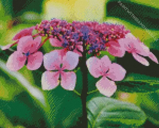 Pink Hydrangea Serrata Diamond Painting