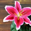 Pink Lilies Diamond Painting