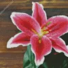 Pink Lilies Diamond Painting