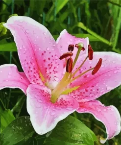 Pink Lilies Flower Diamond Painting