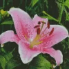 Pink Lilies Flower Diamond Painting