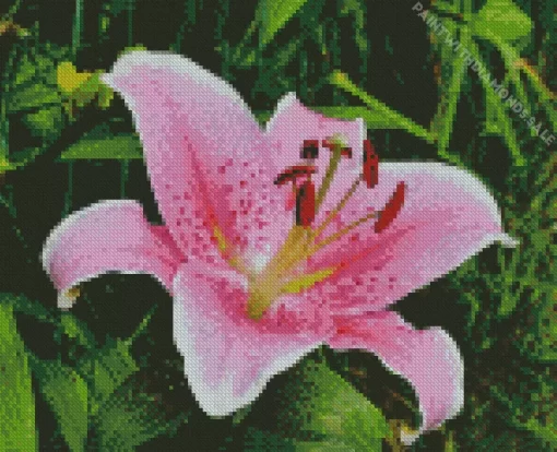 Pink Lilies Flower Diamond Painting