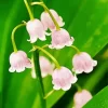 Pink Lily Of The Valley Diamond Painting