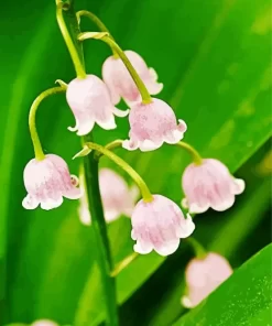 Pink Lily Of The Valley Diamond Painting