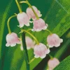 Pink Lily Of The Valley Diamond Painting