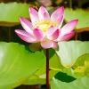 Pink Nelumbo Nucifera Diamond Painting