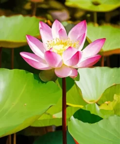 Pink Nelumbo Nucifera Diamond Painting