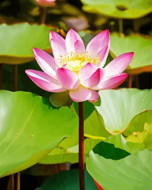 Pink Nelumbo Nucifera Diamond Painting