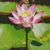 Pink Nelumbo Nucifera Diamond Painting