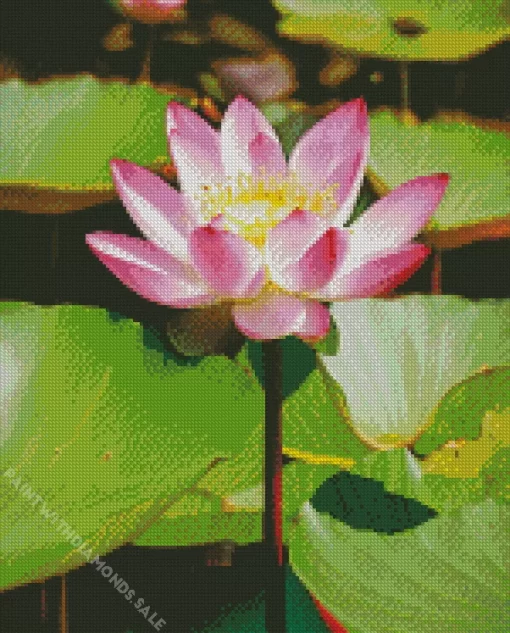 Pink Nelumbo Nucifera Diamond Painting