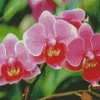 Pink Orchids Diamond Painting