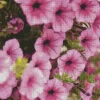 Pink Petunia Flowers Diamond Painting