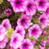 Pink Petunia Flowers Diamond Painting