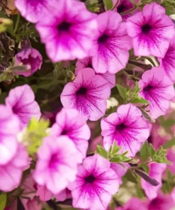 Pink Petunia Flowers Diamond Painting