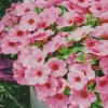 Pink Petunia Pot Diamond Painting