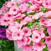 Pink Petunia Pot Diamond Painting