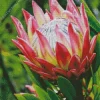 Pink Protea Diamond Painting