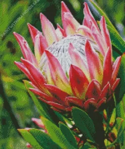 Pink Protea Diamond Painting