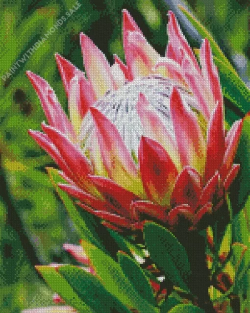 Pink Protea Diamond Painting