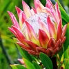 Pink Protea Diamond Painting