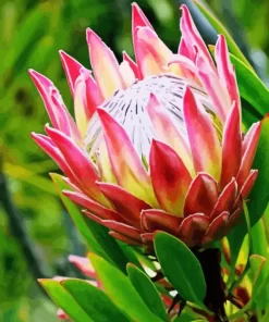 Pink Protea Diamond Painting