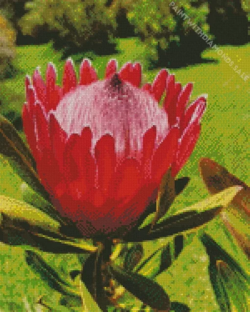 Pink Protea Flower Diamond Painting