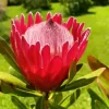 Pink Protea Flower Diamond Painting