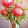 Pink Protea Vase Diamond Painting