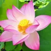 Pink Sacred Lotus Diamond Painting