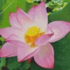 Pink Sacred Lotus Diamond Painting