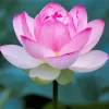 Pink Sacred Lotus Flower Diamond Painting