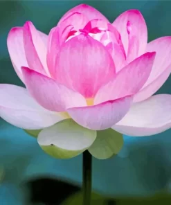 Pink Sacred Lotus Flower Diamond Painting