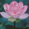 Pink Sacred Lotus Flower Diamond Painting