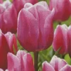 Pink Single Early Tulip Diamond Painting