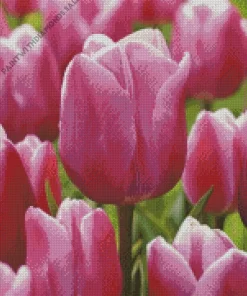 Pink Single Early Tulip Diamond Painting