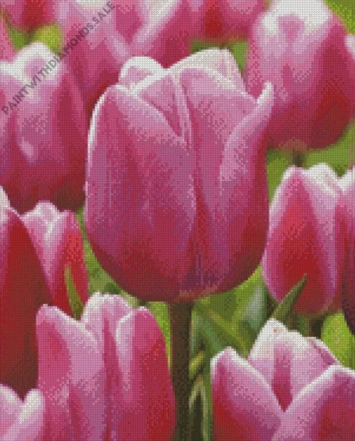 Pink Single Early Tulip Diamond Painting