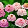 Pink Zinderella Zinnia Diamond Painting