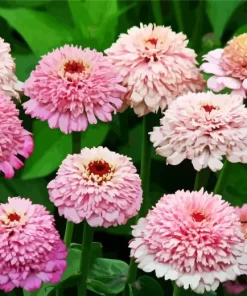 Pink Zinderella Zinnia Diamond Painting