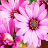 Pink African Daisies Diamond Painting