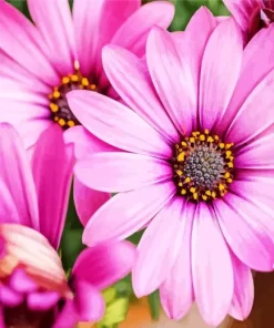 Pink African Daisies Diamond Painting