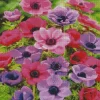 Pink And Purple Anemone Diamond Painting